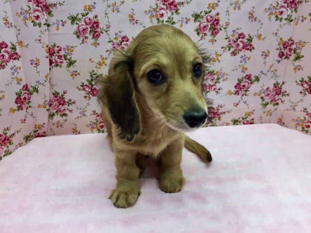 ミニチュアダックス