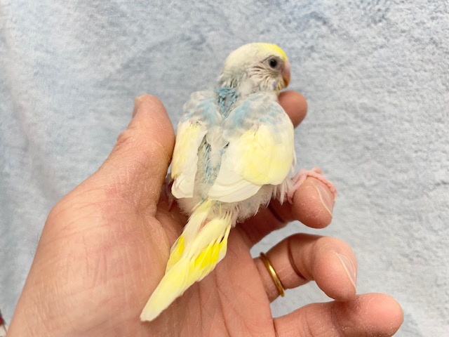 セキセイインコ