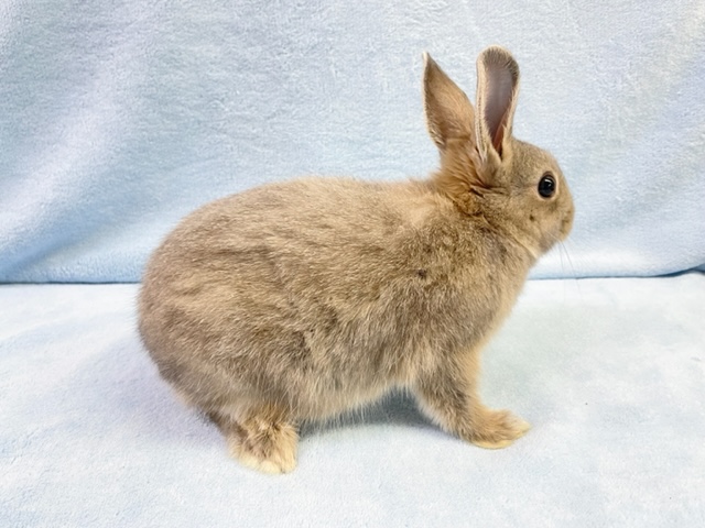 ネザーランドドワーフ