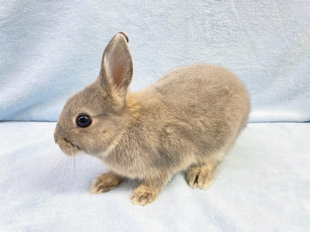 ネザーランドドワーフ