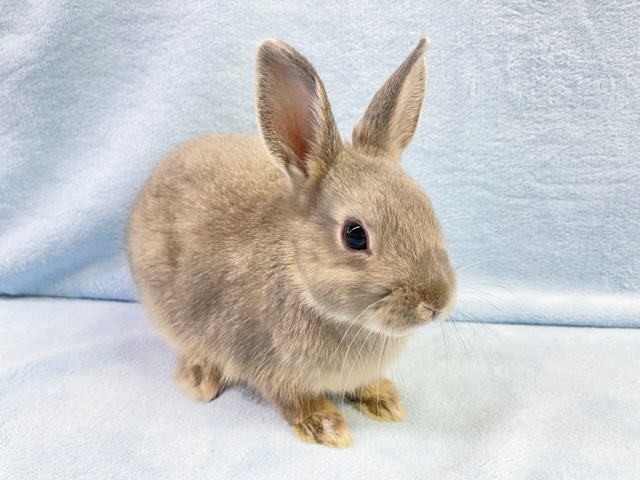 ネザーランドドワーフ