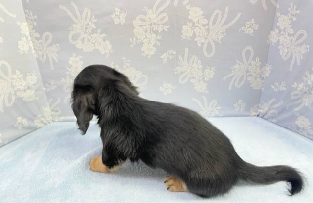 ミニチュアダックス