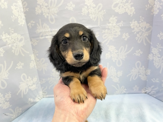 ミニチュアダックス