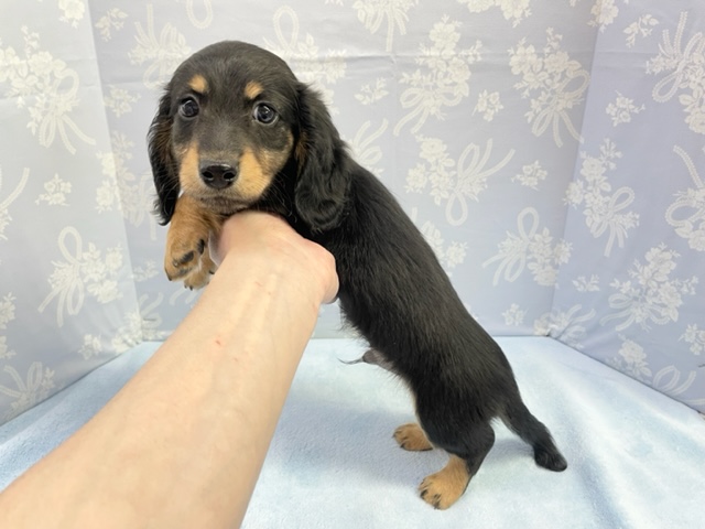 ミニチュアダックス