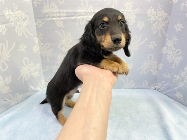 ミニチュアダックス