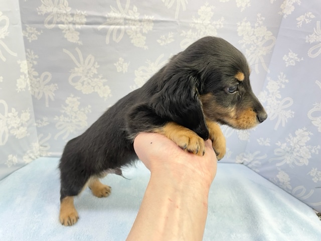 ミニチュアダックス