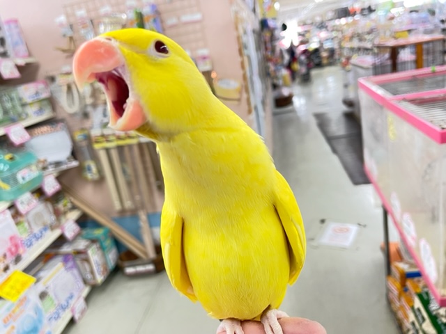 最新画像♪キョエ~♪ワカケホンセイインコ(月の輪インコ)ルチノー 2021年12月生まれ ワカケホンセイインコ(月の輪インコ)
