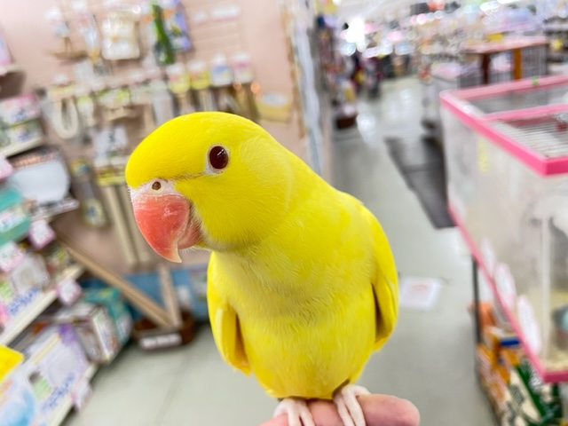 最新画像♪キョエ~♪ワカケホンセイインコ(月の輪インコ)ルチノー 2021年12月生まれ ワカケホンセイインコ(月の輪インコ)