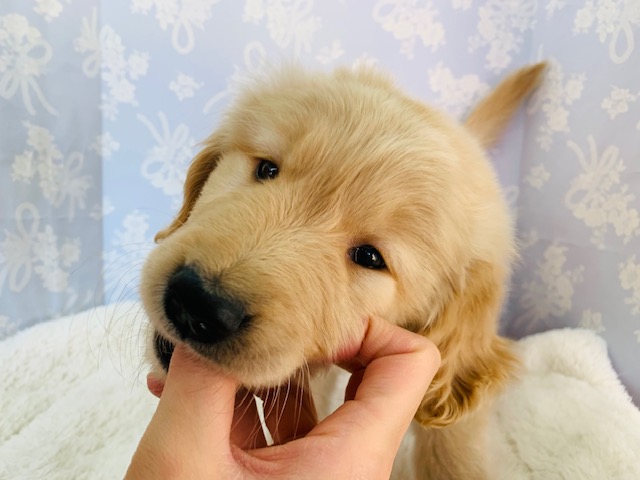 ゴールデンレトリバー