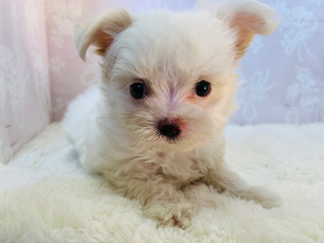 チワマル（マルチワ）