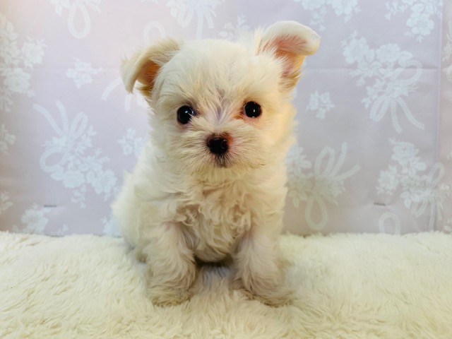 チワマル（マルチワ）