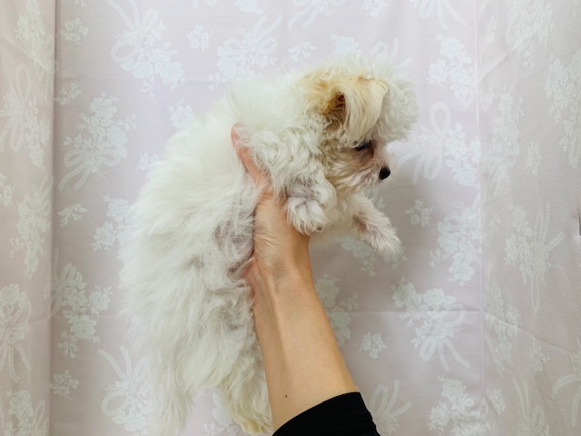 チワマル（マルチワ）