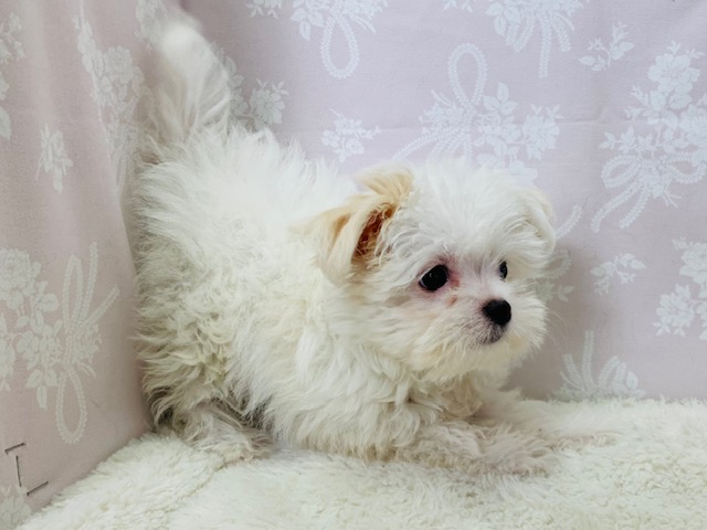 チワマル（マルチワ）