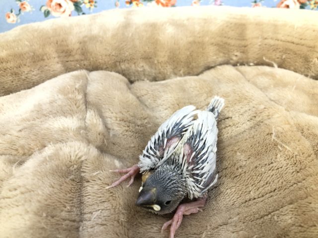 シルバー文鳥