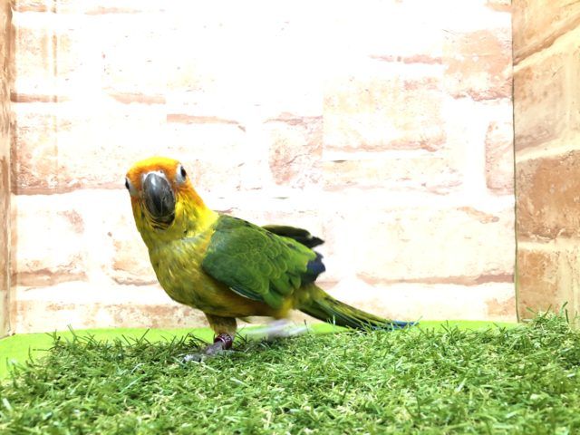 コガネメキシコインコ