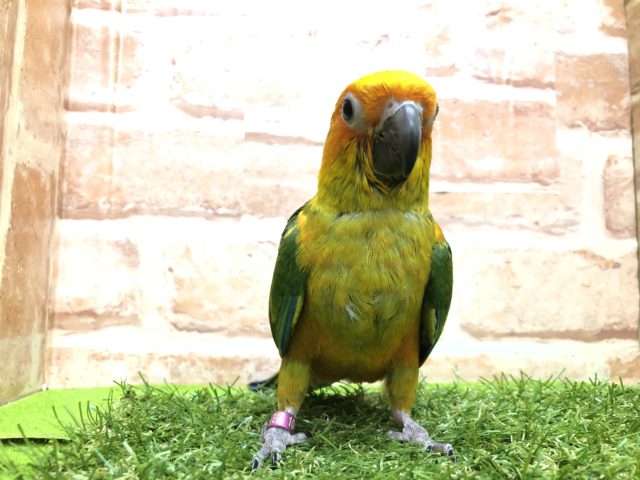 コガネメキシコインコ