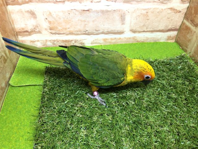 コガネメキシコインコ