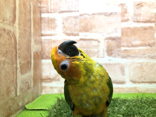 コガネメキシコインコ