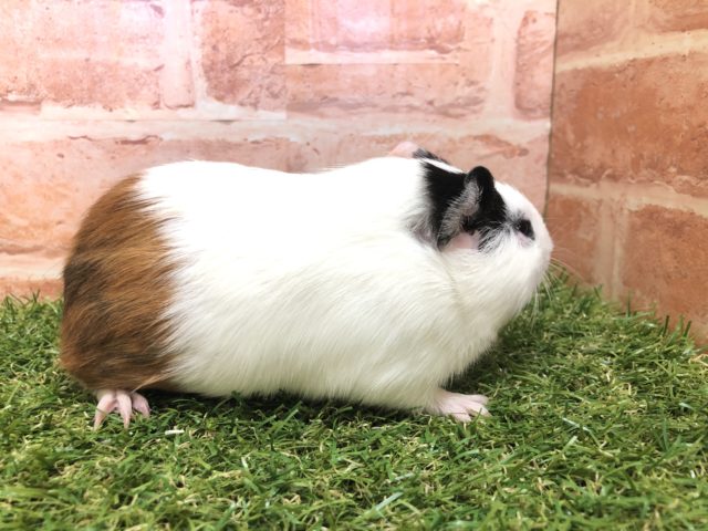 イングリッシュモルモット