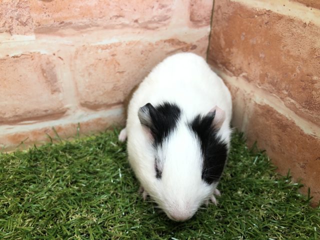 イングリッシュモルモット