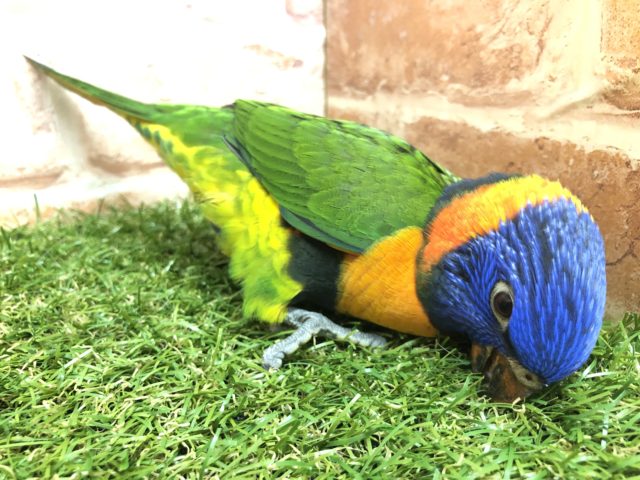 ゴシキセイガイインコ