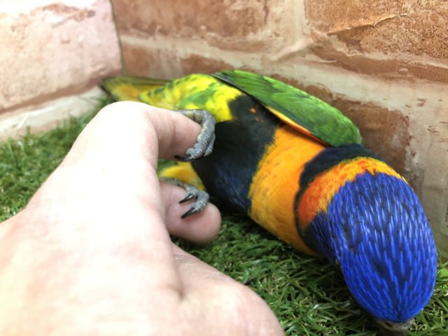 ゴシキセイガイインコ