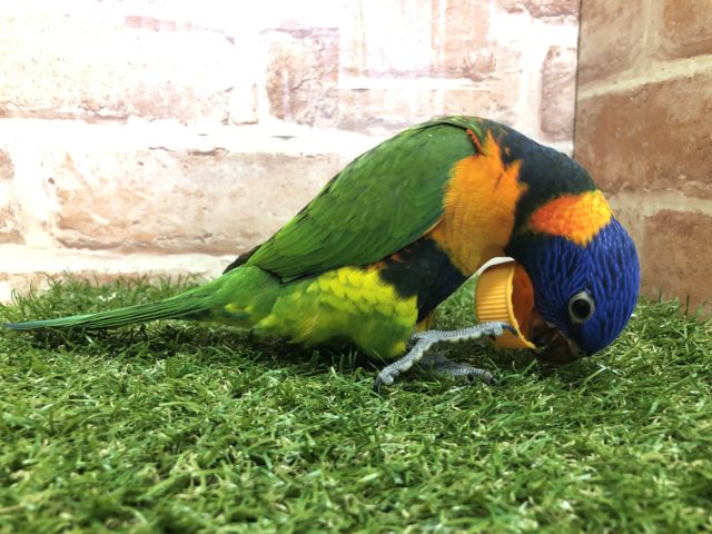 ゴシキセイガイインコ