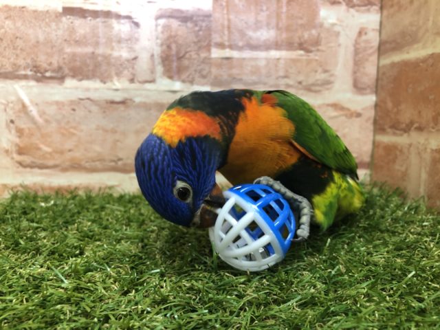 ゴシキセイガイインコ