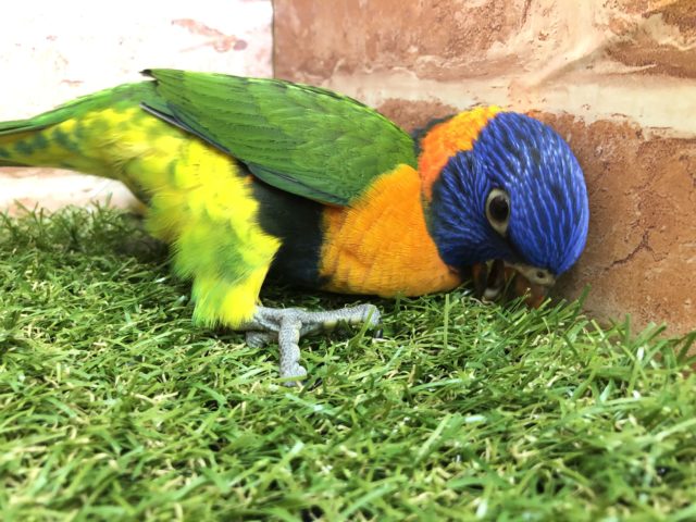 ゴシキセイガイインコ