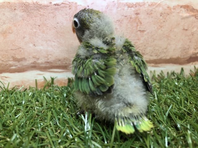 キエリボタンインコ