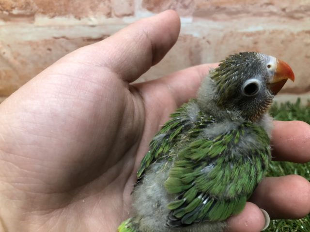 キエリボタンインコ