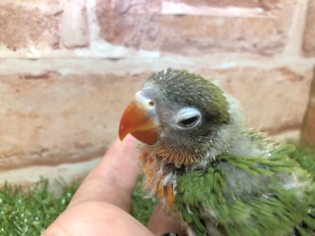 ボタンちゃんやってきました R4 2/18撮影 キエリボタンインコ