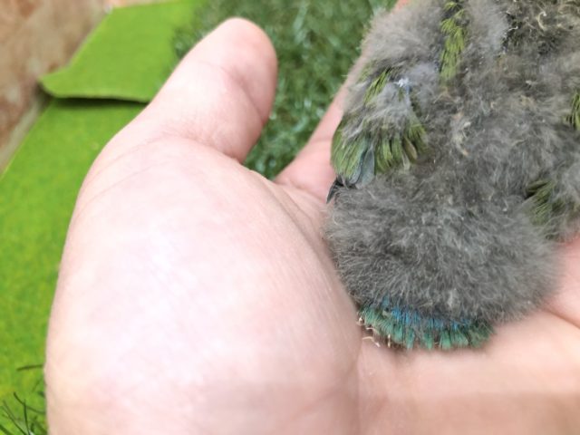 コザクラインコ（小桜インコ）