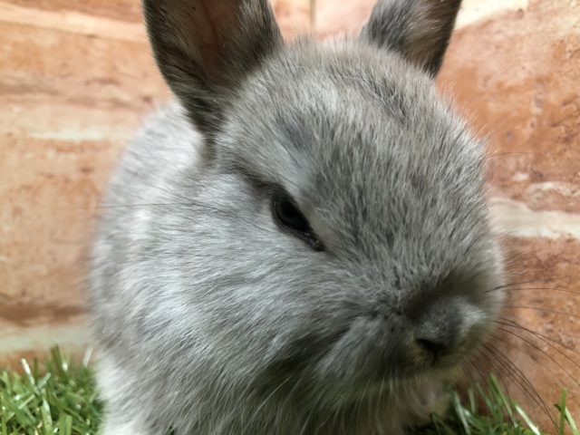 ネザーランドドワーフ