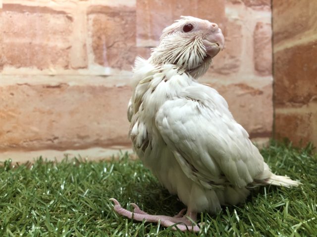 オカメインコ