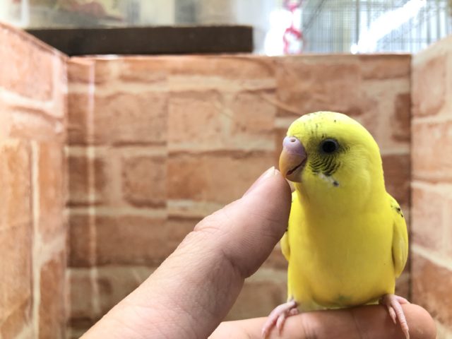 セキセイインコ