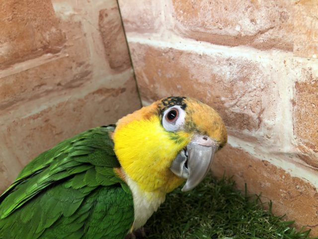 シロハラインコ