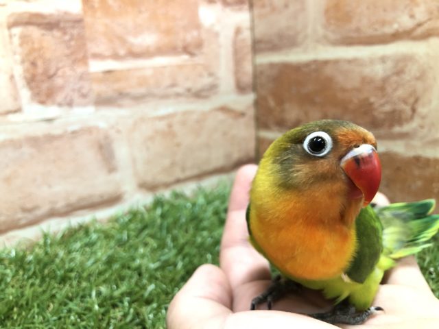 ボタンちゃんやってきました R4 2/18撮影 キエリボタンインコ