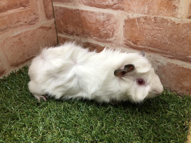 アビシニアンモルモット