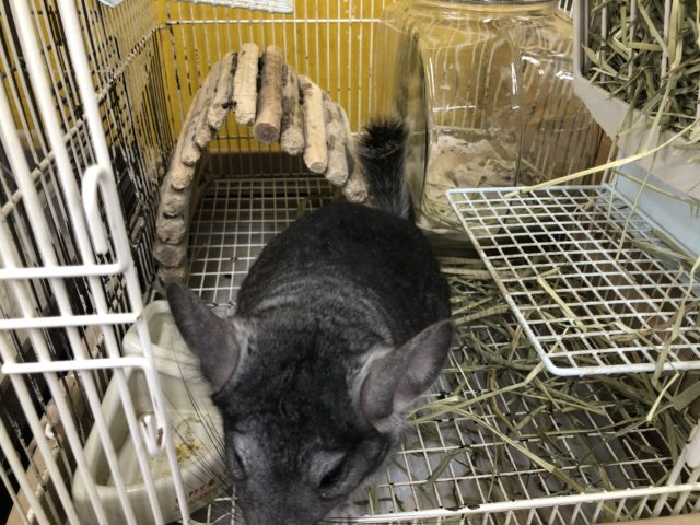 キレイ系男子です☆ チンチラの男のコ 2021.12/9撮影 チンチラ