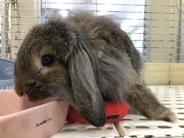 ロップイヤーラビット