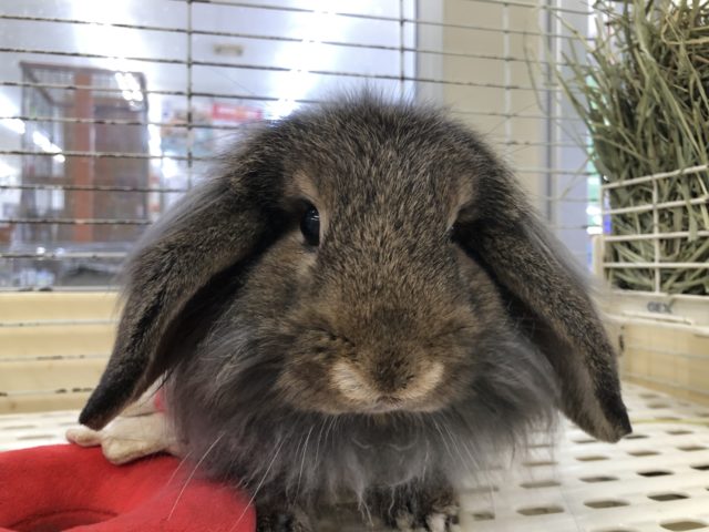 ロップイヤーラビット