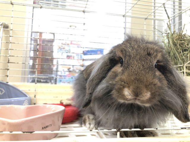ロップイヤーラビット