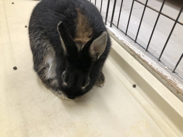 ネザーランドドワーフ