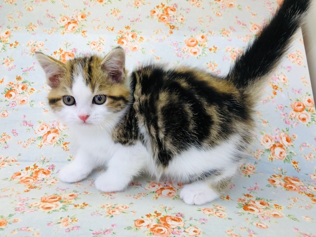 スコティッシュフォールド