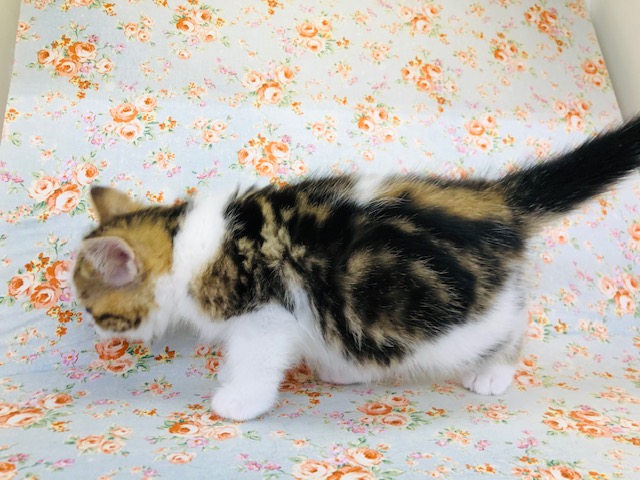 スコティッシュフォールド