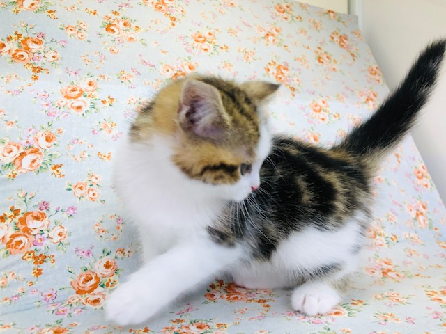 スコティッシュフォールド