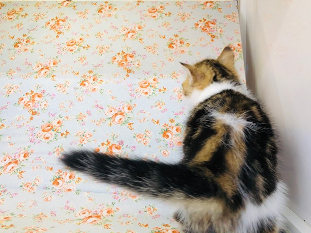 スコティッシュフォールド