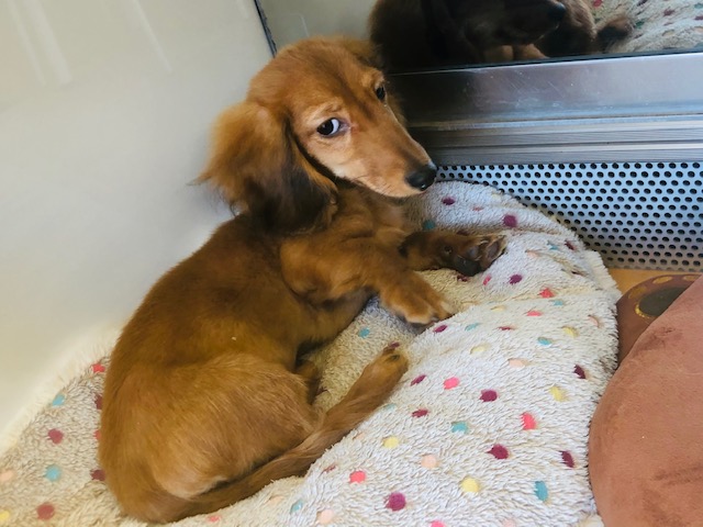 ミニチュアダックス