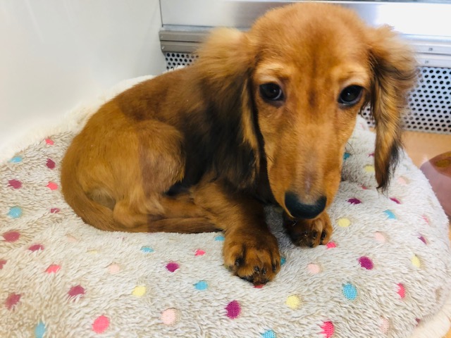 ミニチュアダックス